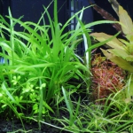 植栽から89日目　チェーンアマゾン